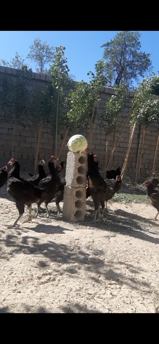 Gigat qorashaxzoda 3 oydan oshkan 4 oyliga yetib qogan xorozlar sotila