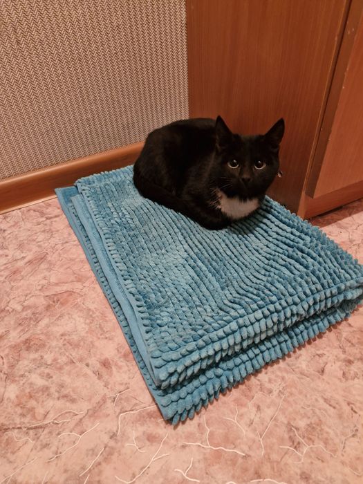 Отдам котёнка, в хорошие руки, бесплатно!