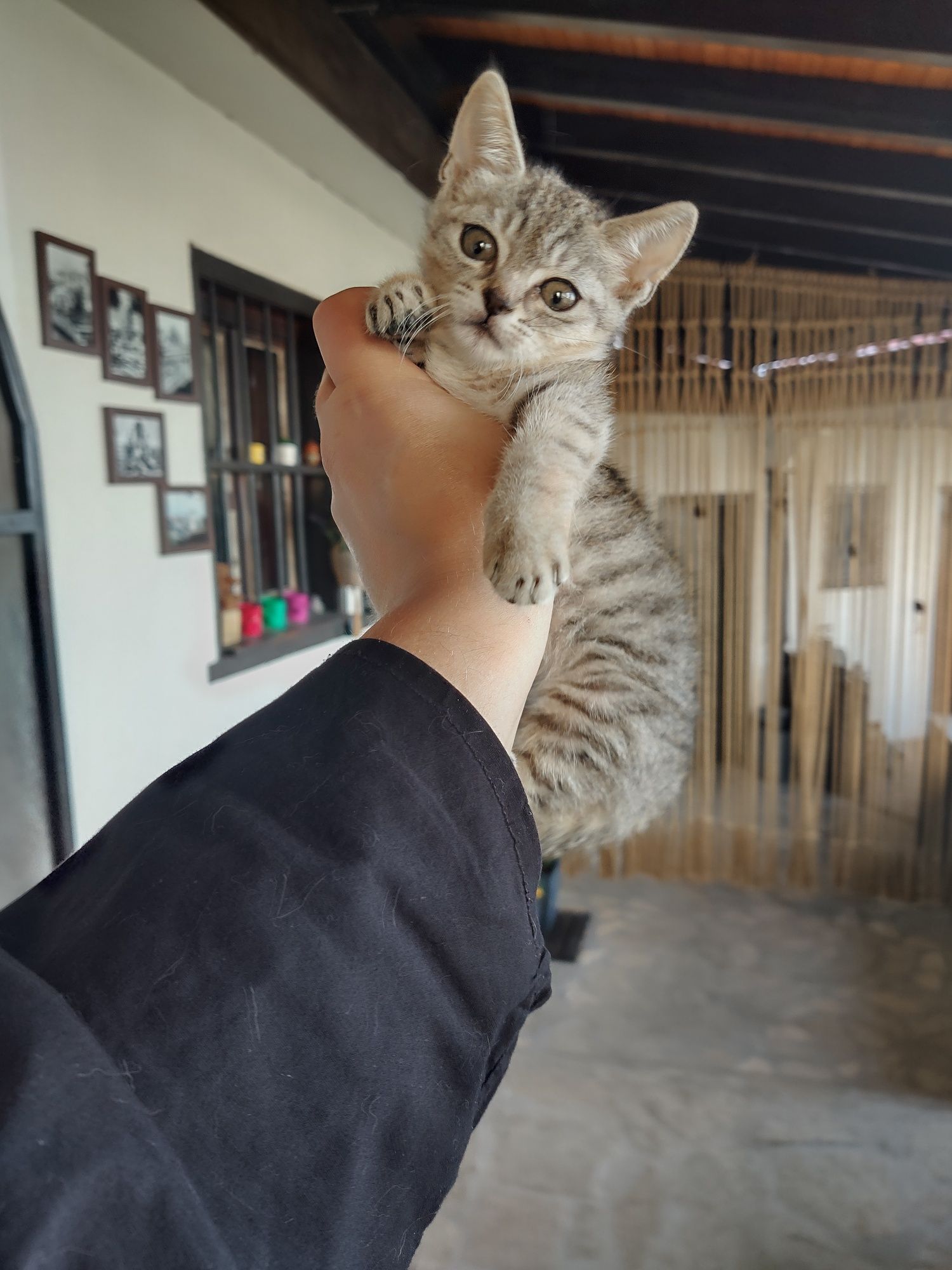 Подарявам котенце