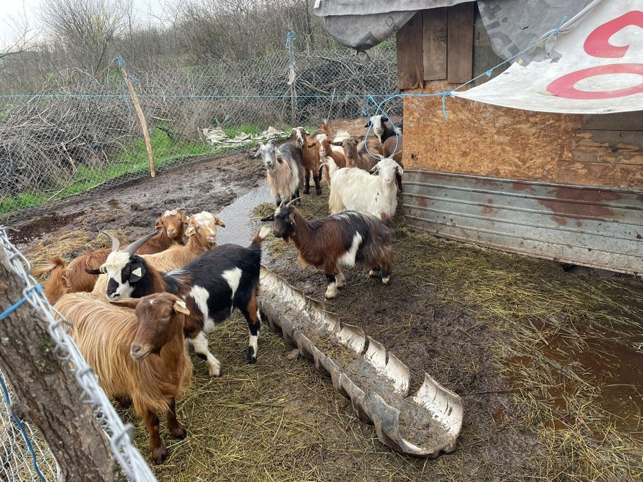 Vând capre frumoase!