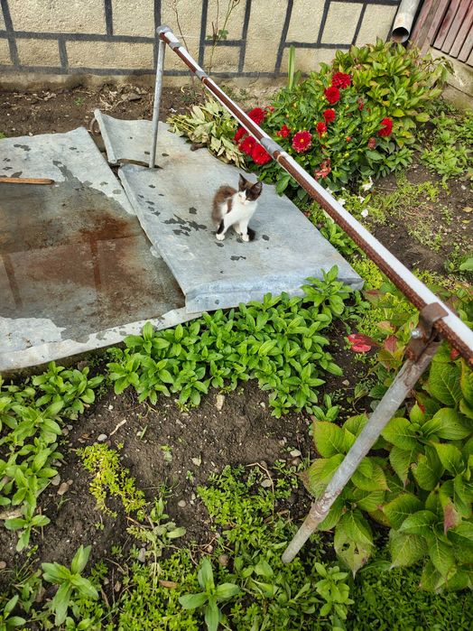 Ofer spre adopție 3 pisicuțe. Cel maroniu și cel alb sunt motănei.