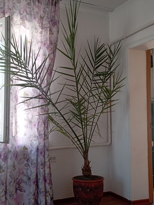 Комнатное растение Финик