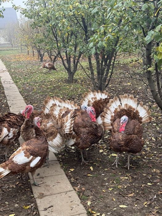 Curci si Curcani Red Bourbon 2025