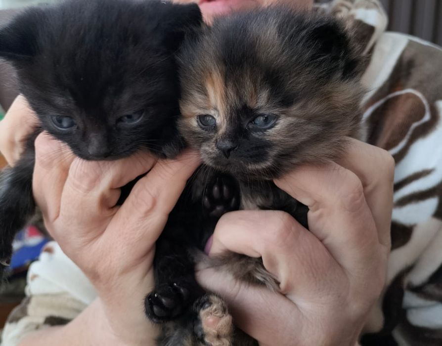 Подарю разных котят
