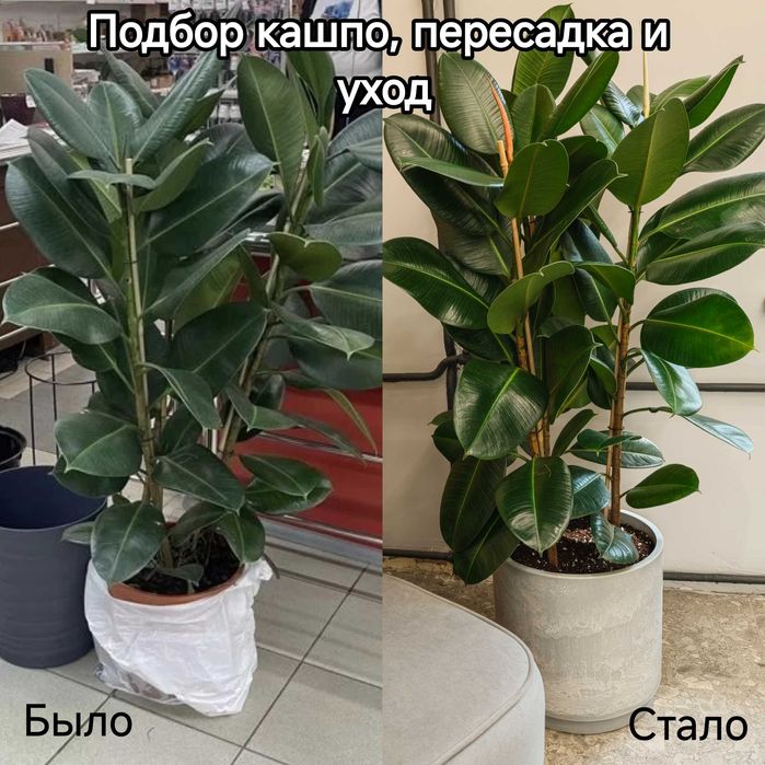 Уход за горшечными растениями, пересадка, озеленение