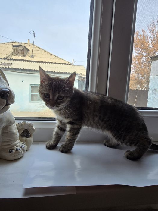 Марғау тегін беріледі