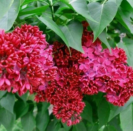 Liliac Roșu Parfumat Intens