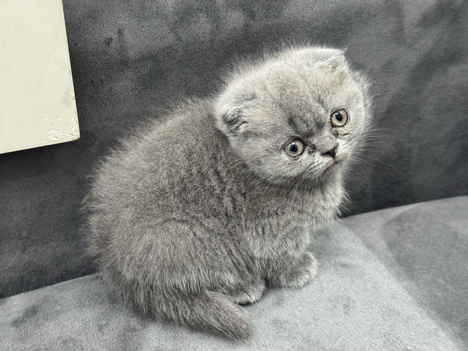 Шотландские вислоухие