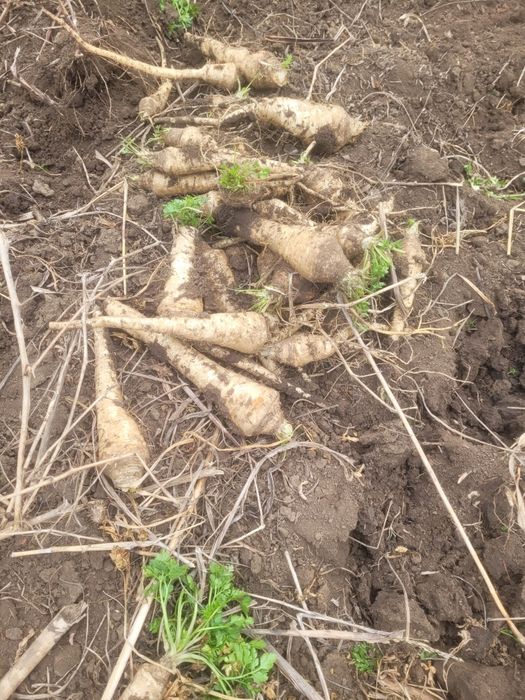 Vând păstârnac și pătrunjel,morcov în cantități mari și mici