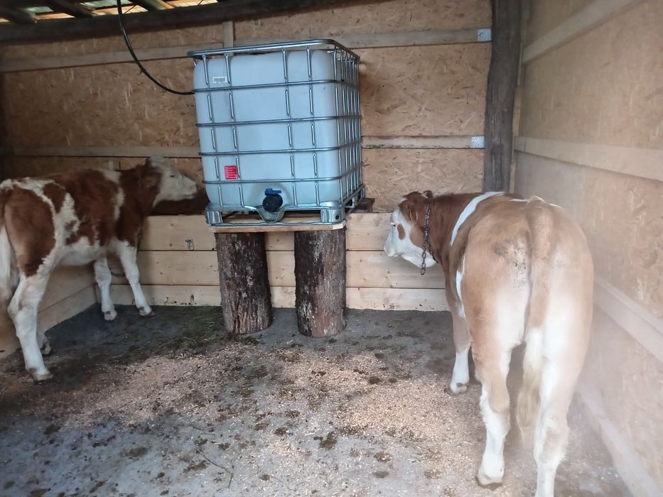 Vînd 2 vițele preț 9000 lei negociabil