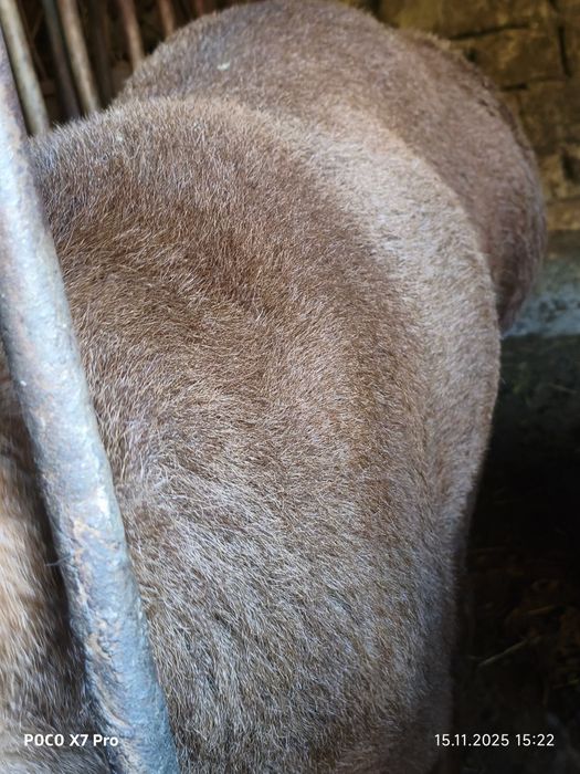 Продается кучкары