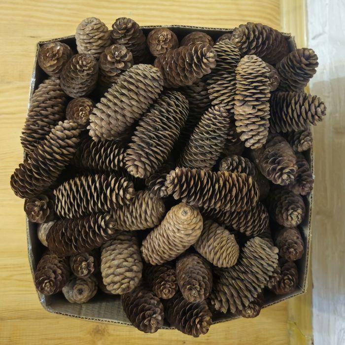 Продаются еловые шишки для новогоднего декора