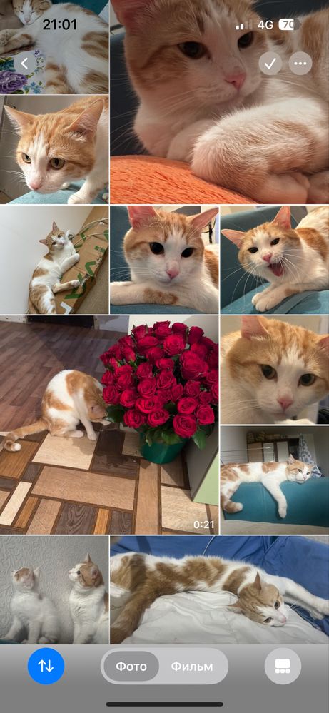 Кот по кличке РЫЖИК ищет дом !