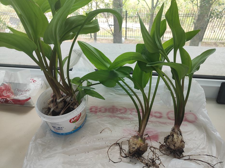 Луковицы дримиопсиса пятнистого