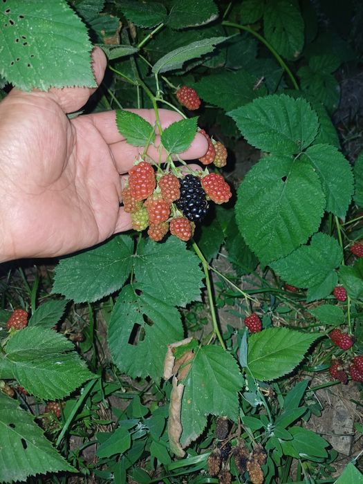 Ежевика садовая саженцы
