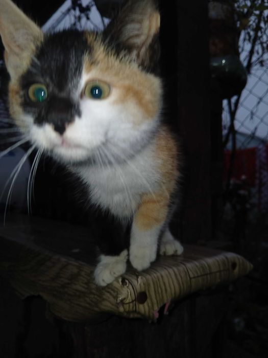 Donez pisici mici si dragute.