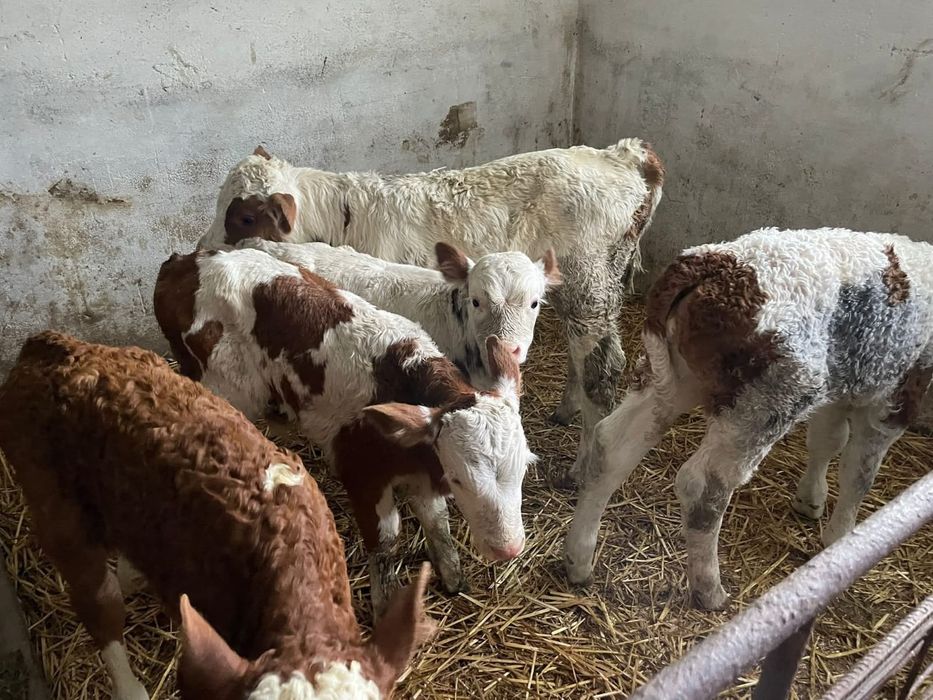 Aduc viței de rasă pe comandă dumneavoastră!!