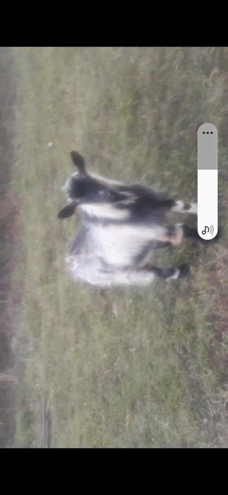 Tap de vinzare sau schimb cu capra