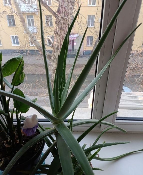 Отдам цветок бесплатно