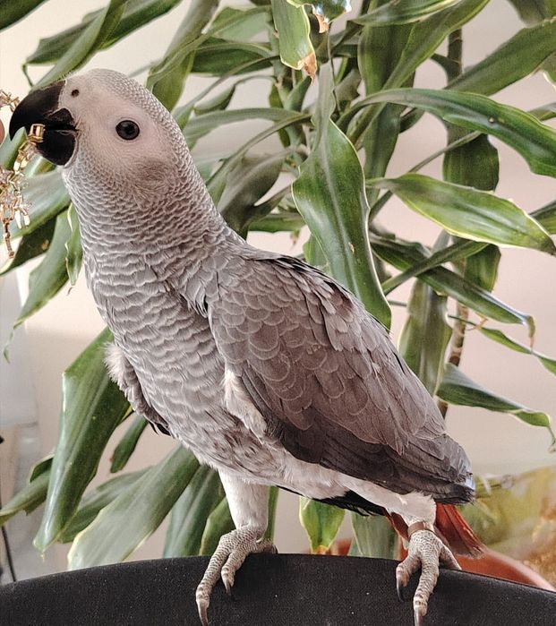 Schimb pui papagal Jako 3 luni mascul !