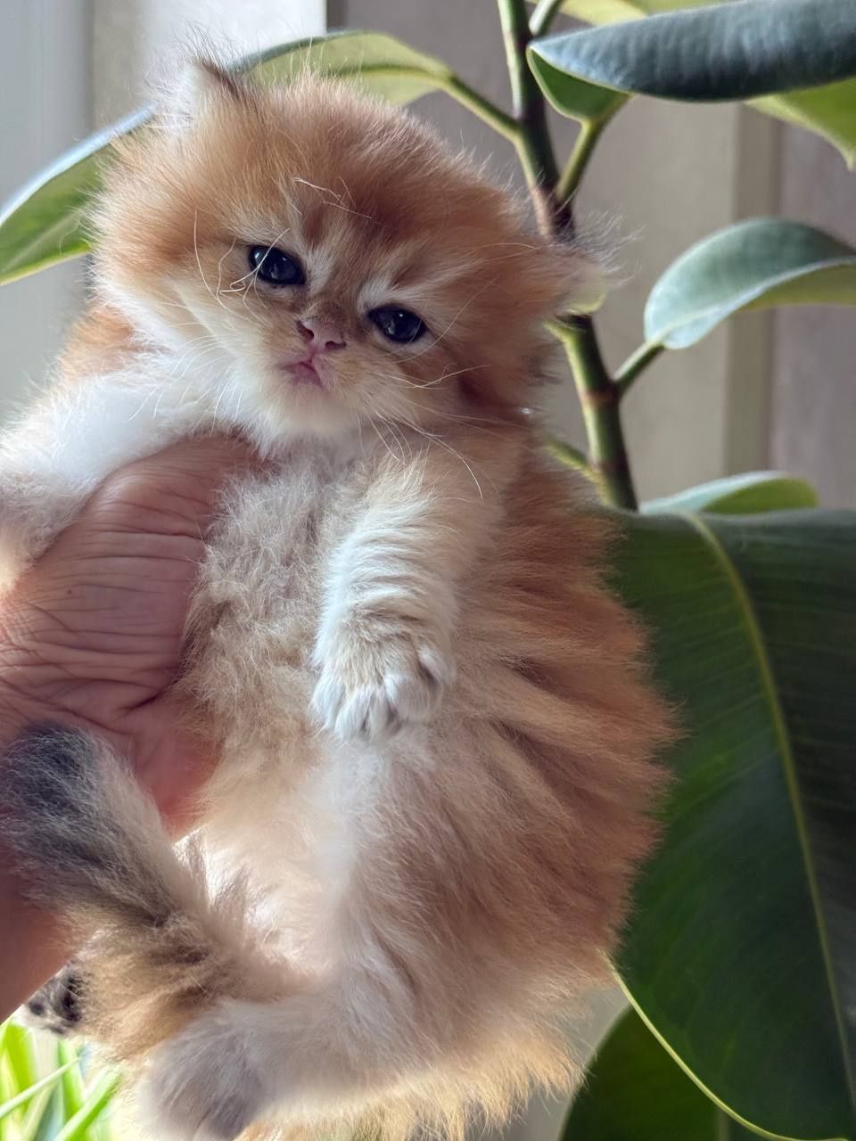 Скотиш страйт золотая Шиншила