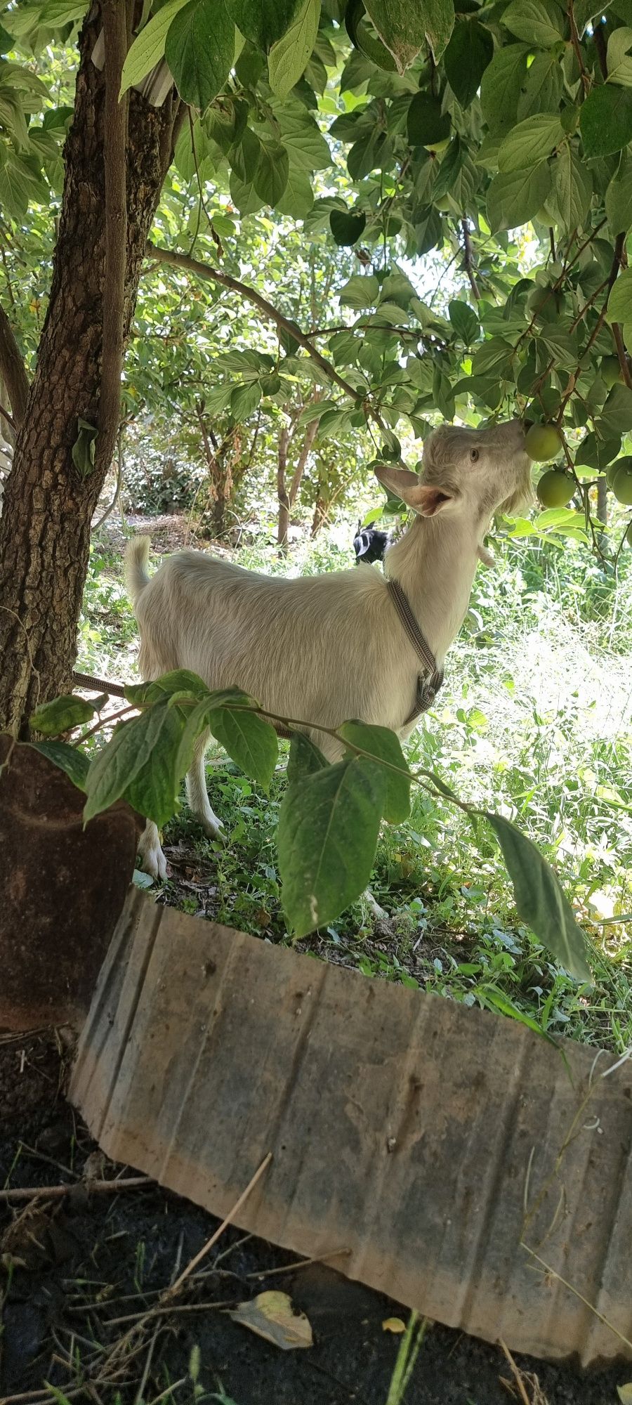 Yosh echkilar sotiladi