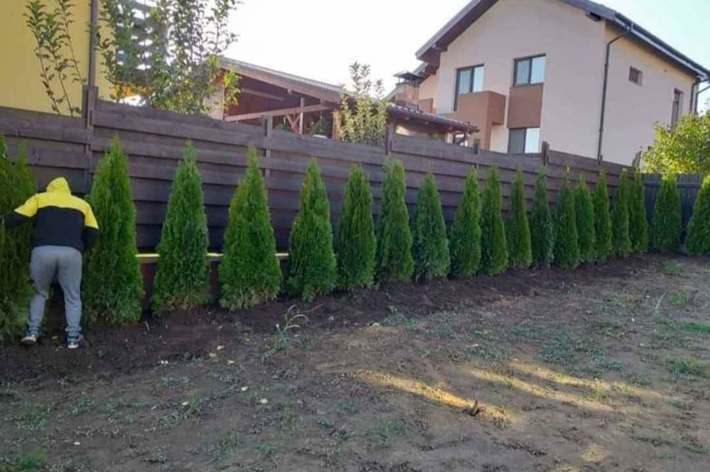Tuia mesteacăn tei magnolia