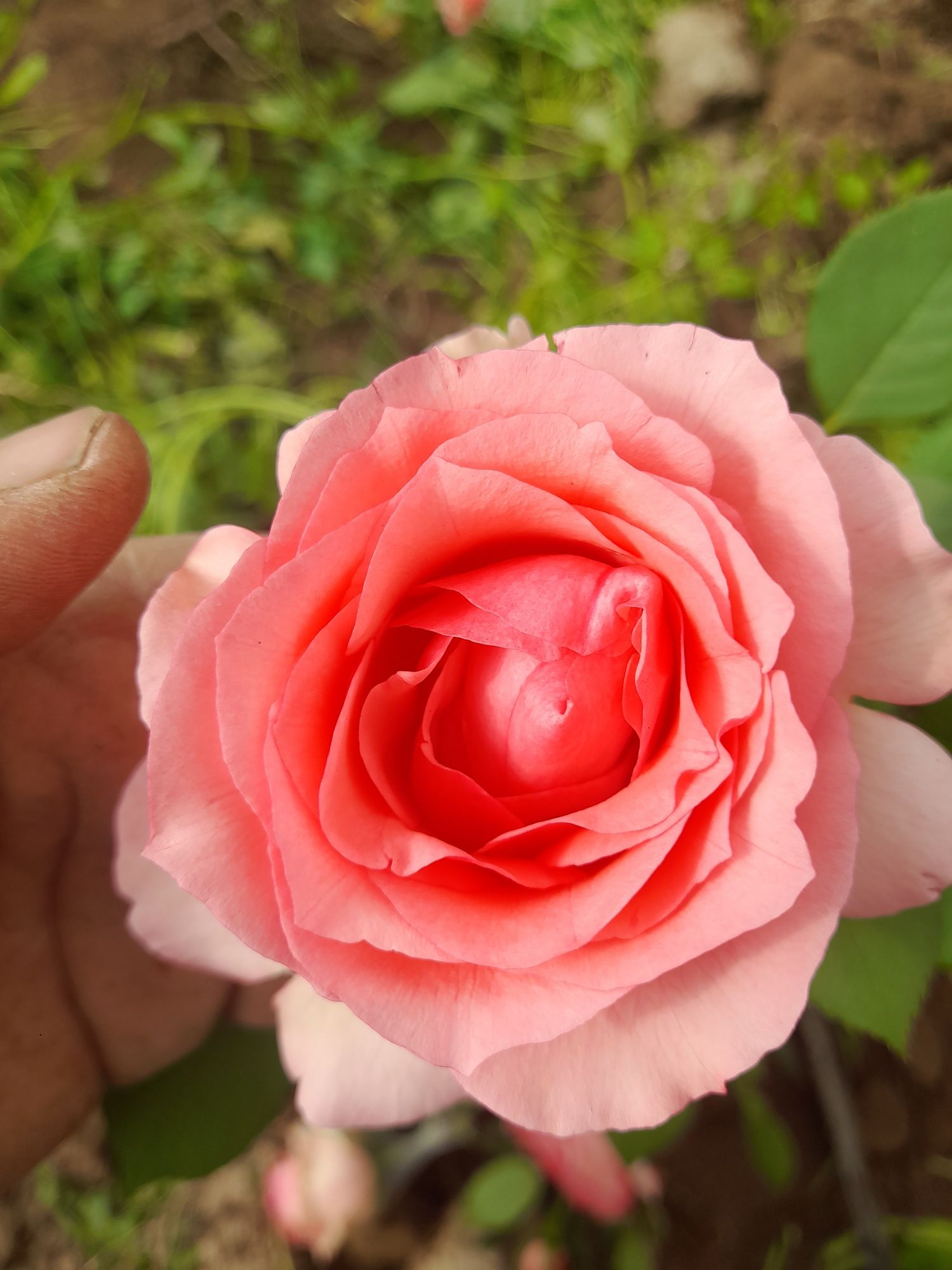 Розы всех сортов Саженцы Голландсике