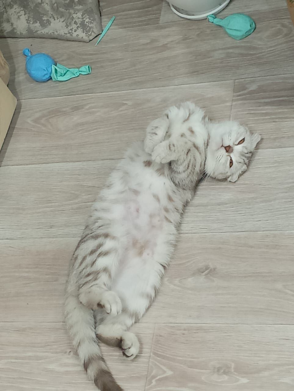 Котята вислоухие