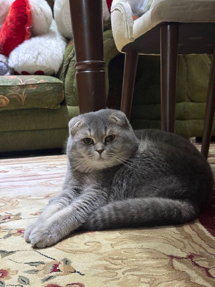 Mushuk sotilmidi vyazkaga Британский  toza qon mushuk