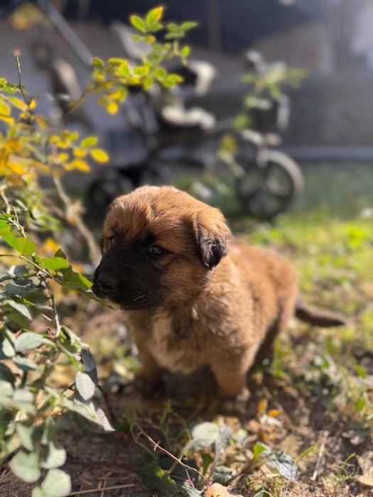 Казахская Порода Щенок