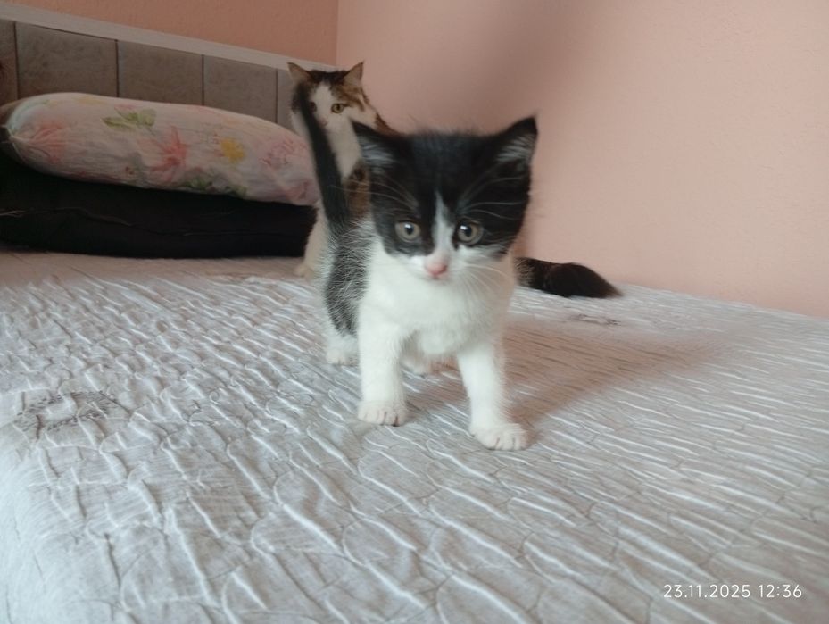 Продадим котят смесь турецкая ангорка