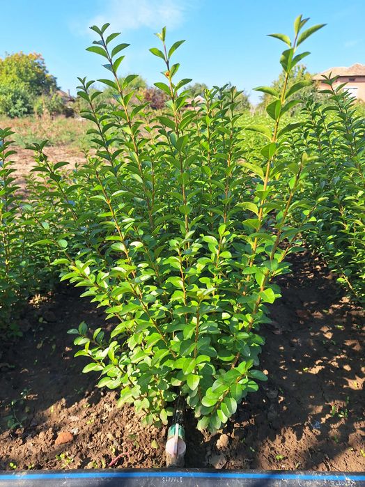 Лигуструм Вечнозелн