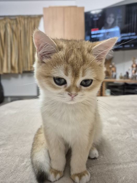 Golden scottish pui