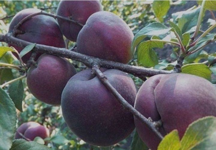 Cais Deosebit Printul Negru