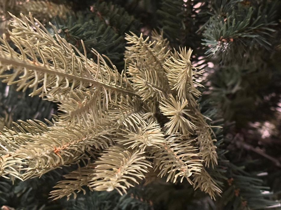 Продам ёлку новую высота 210 цена 120 тысячи