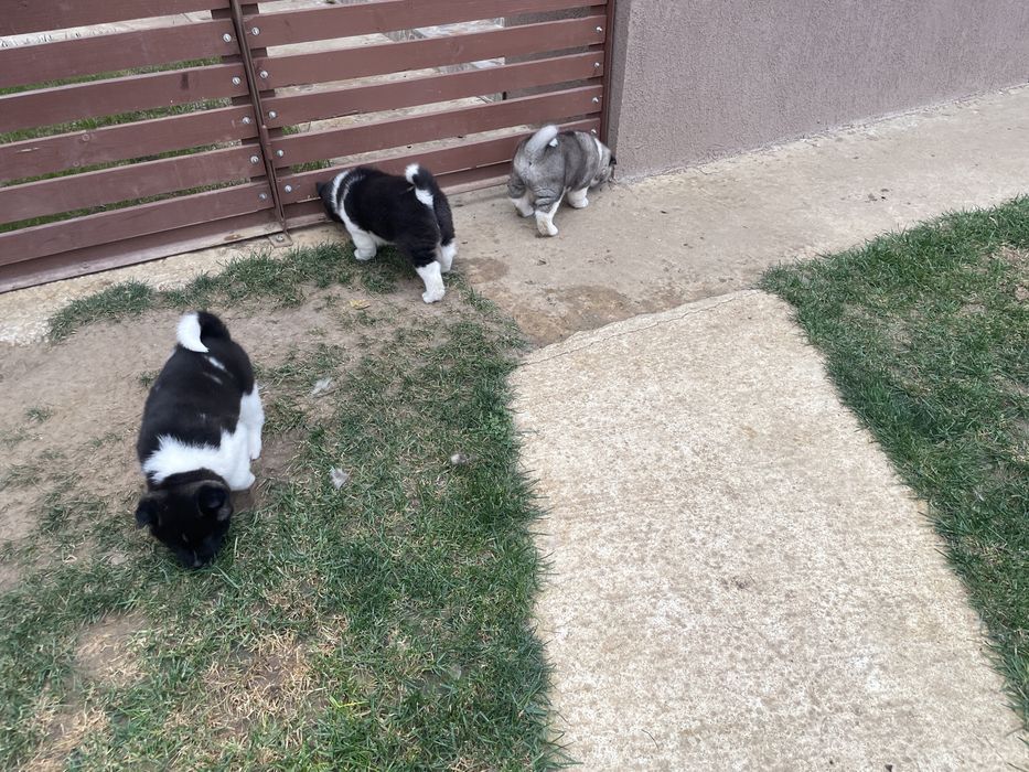 Donez catei akita american