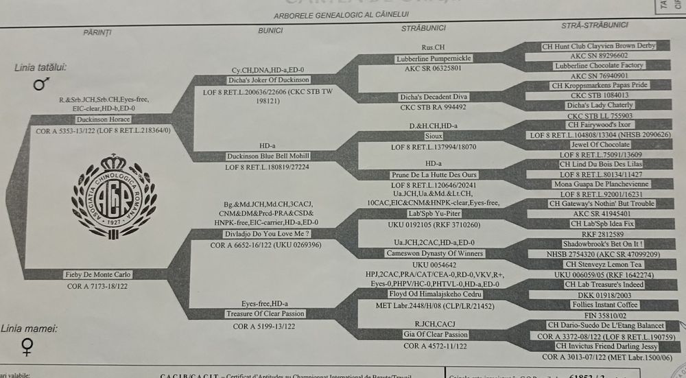Labrador Retriever RJCH RCH RCHL