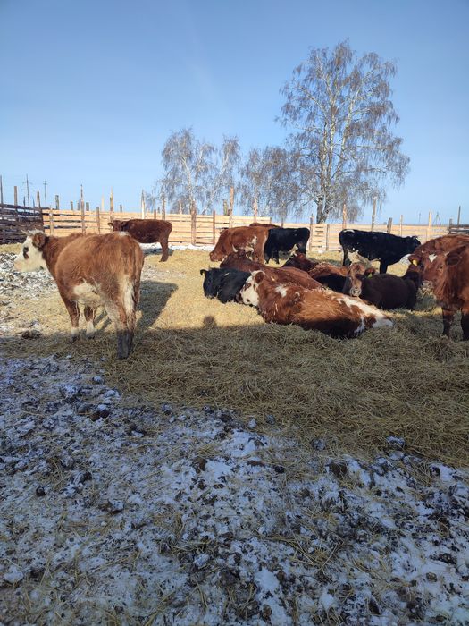 Продам телок 1.5 годавалые