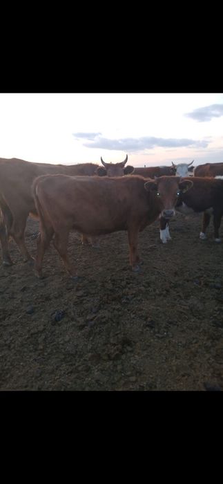 Қашар бір жылдық союға келеді