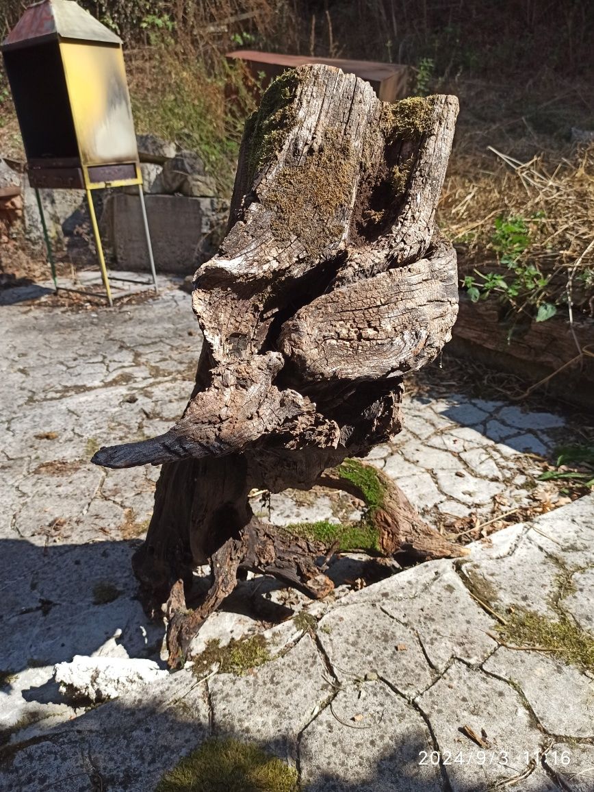 Buturugă Rădăcina pt Sculptură Obiecte Artă Masă Scaune etc