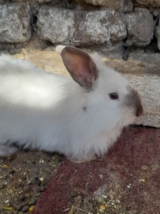 Cap de leu si berbeci pitici 50 lei la alegere