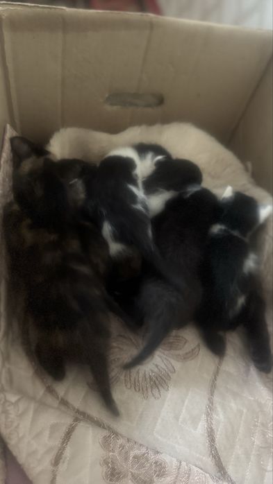 Отдам котят даром.