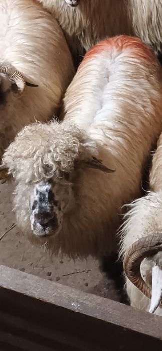 Vând haine ( ce se vede oaie )