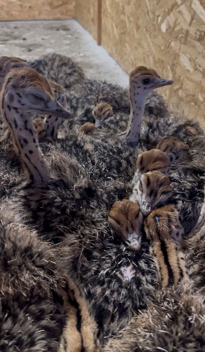 Pui de struț 40/60 de zile