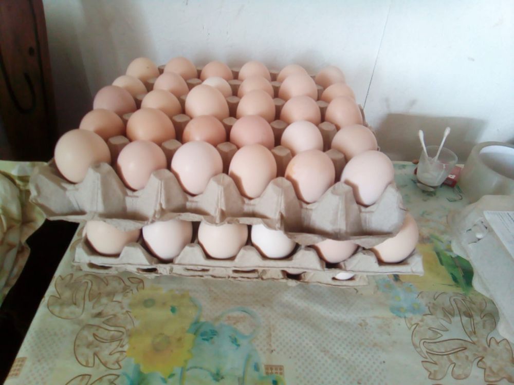 Oua austrolop negru bio proaspete pentru consum