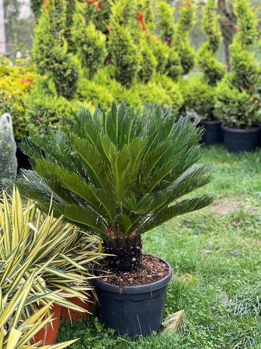 Tuia Glob, Etajata Spiral, Bonsai , Maslin, Spiral Lamaita, Cycas