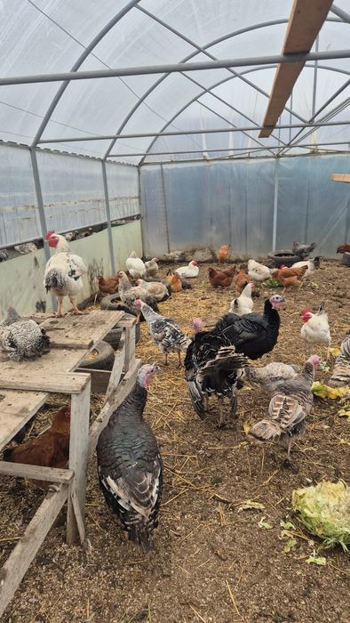 Păsări de curte  crescute natural