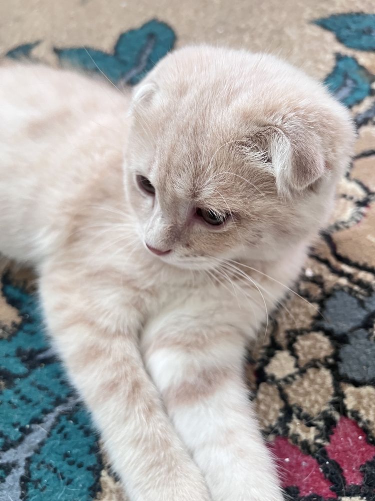 Вислойхий скотишь котенок