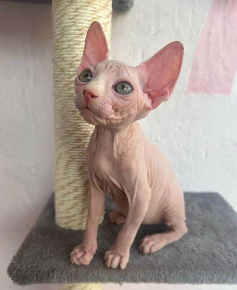Котенца канадски сфинкс